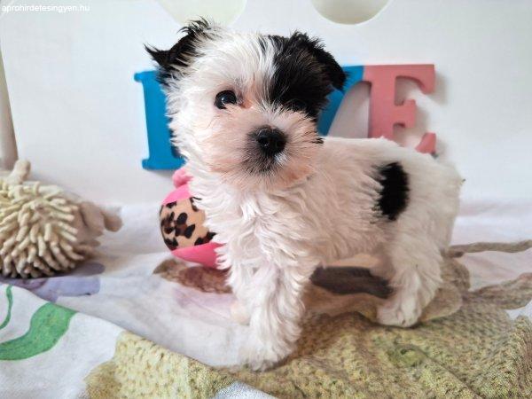 Gyönyörű szép Yorkshire terrier kislány (yorki)