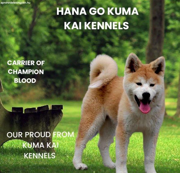 Akita Inu - female puppy 6 months FCI