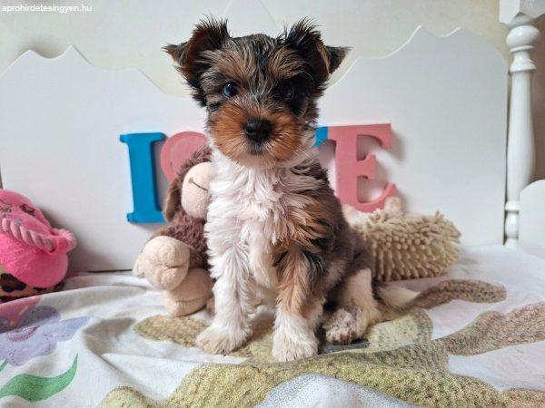 Yorkshire terrier kislány (yorki)