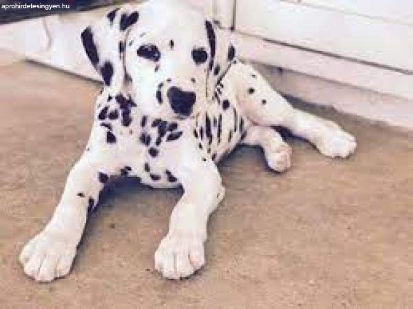 Gyönyörű eredeti dalmata kölykök eladók