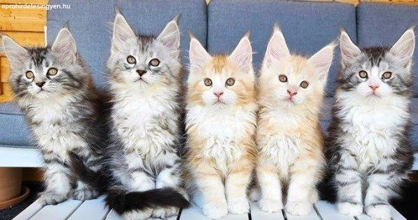 Maine Coon kiscicák hím és nőstény