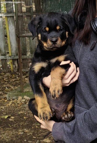 Rottweiler gyönyörű kölykök