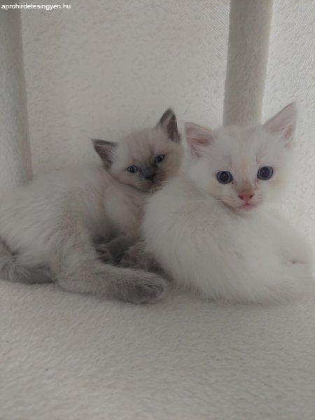 Ragdoll cica
