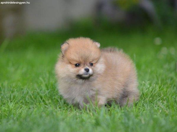 Pomerániai spitz kiskutyák eladók