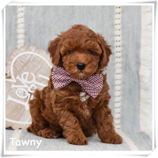 Örökbefogadható cavapoo kölykök,cristalgrimes6@gmail.co