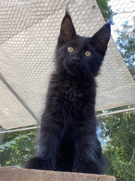 Maine Coon kiscicák