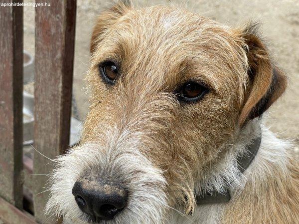 Foxterrier 3éves kan, ingyen vihető