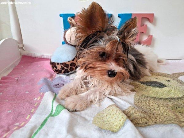 Yorkshire terrier kisfiú (yorki)
