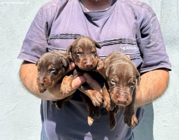 Doberman kiskutyák eladók