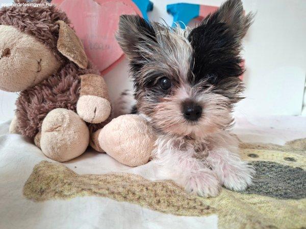 Mini Yorkshire terrier kislány (yorki)