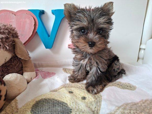 Mini Yorkshire terrier kisfiú (yorki)