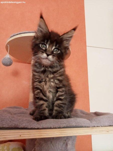Maine coon cicák