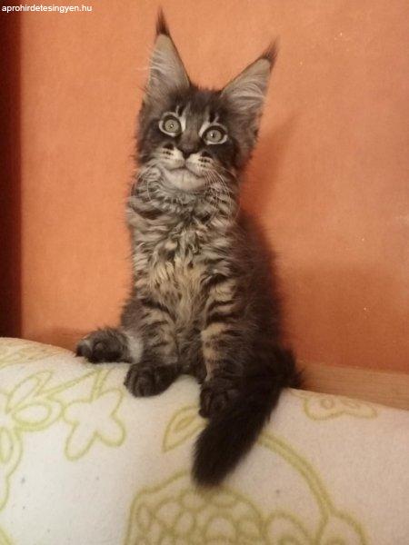 Maine coon cicák