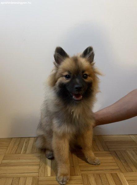 Pomeranian spicc