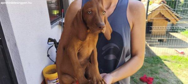 Rövidszőrű Magyar Vizsla – Kölykök