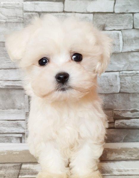 Fehér mini Bichon Havanese