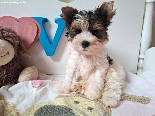 Yorkshire terrier kisfiú (yorki)