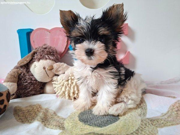 Yorkshire terrier kisfiú (yorki)