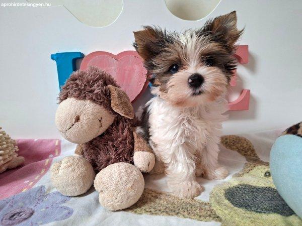 Yorkshire terrier kisfiú (yorki)