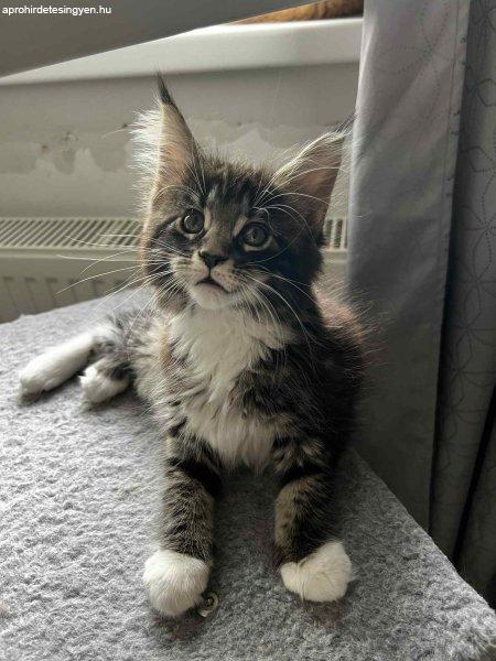 Törzskönyves Maine coon kölyök nőstény eladó