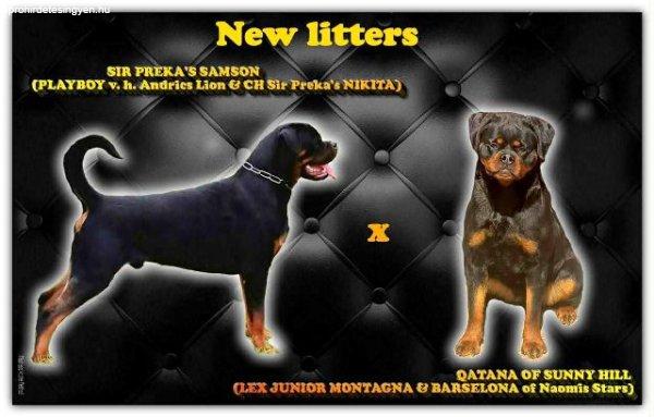 Rottweiler kölykök