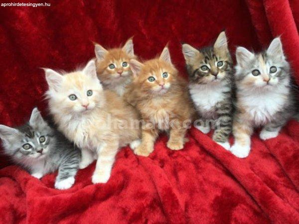 barátságos maine coon cicák  örökbefogadásra