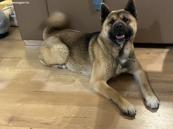 Amerikai Akita fedeztetés