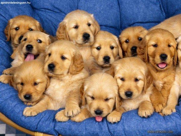 Arany retriever kölykök örökbefogadásra
