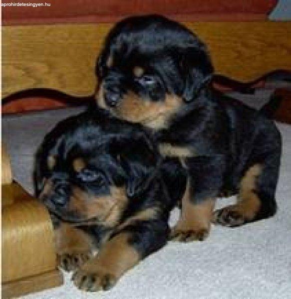 Rottweiler kölykök örökbefogadásra