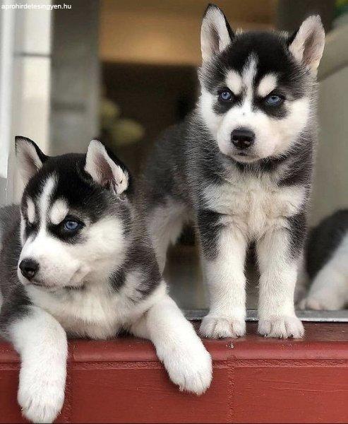 Kedves szibériai husky kölykök örökbefogadásra