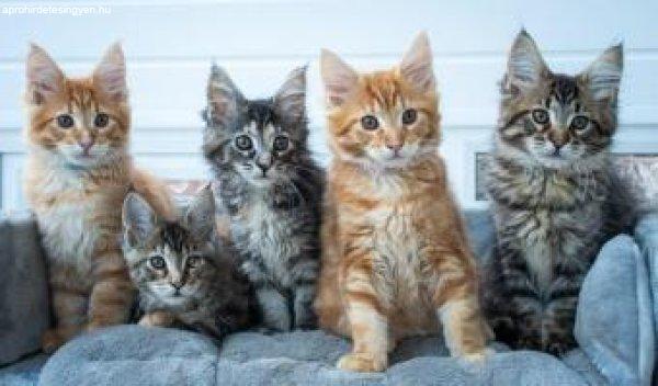barátságos maine coon cicák  örökbefogadásra