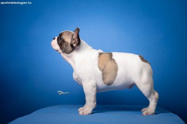 Francia bulldog kiskutyák eladók