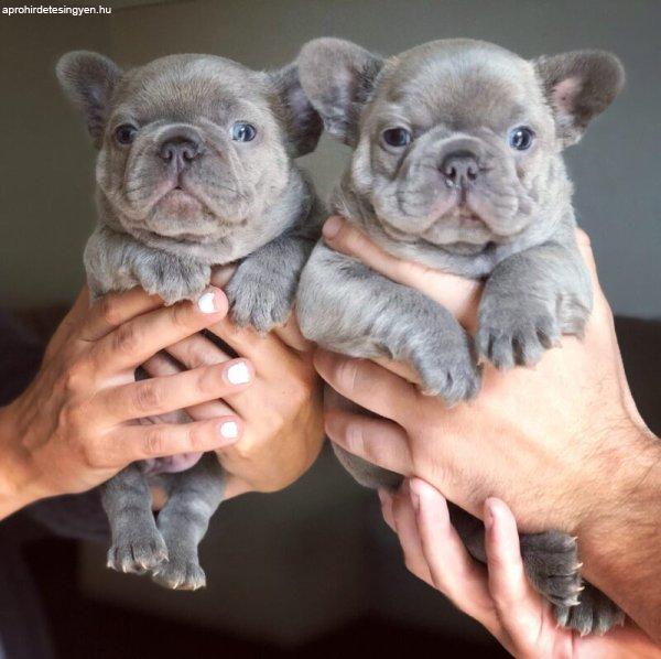 AKC minőségű francia bulldog kölyökkutyák örökbefoga