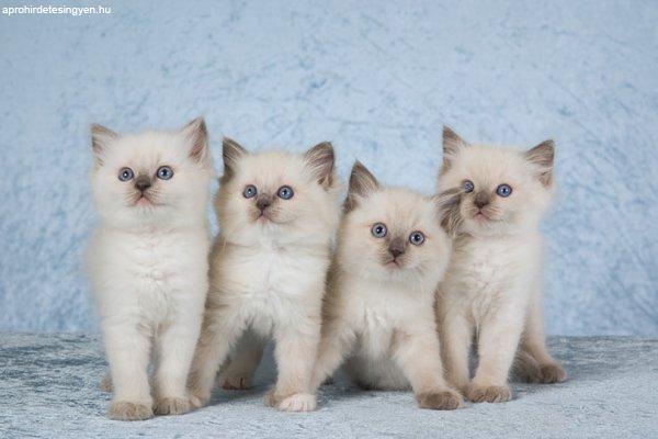 3 tiszta ragdoll kiscica készen áll