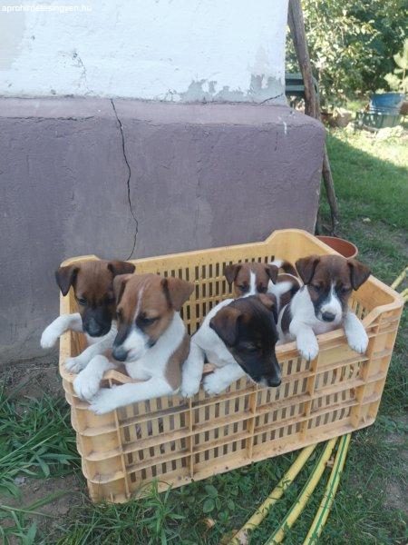 Foxterrier kiskutyák költöznének