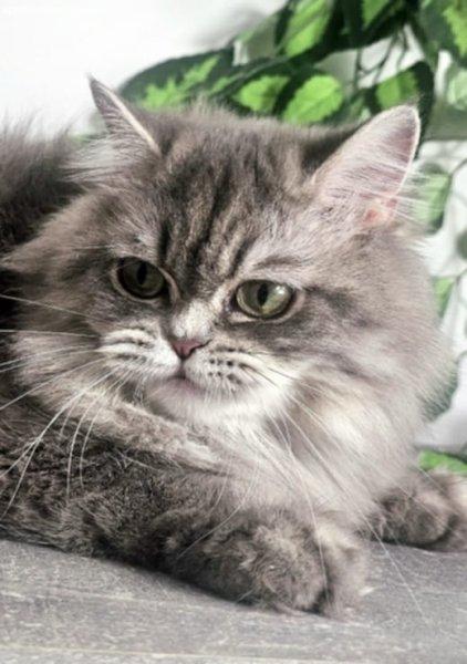Eladó Selkirk Rex hosszú szőrű kislány cica tenyésztő
