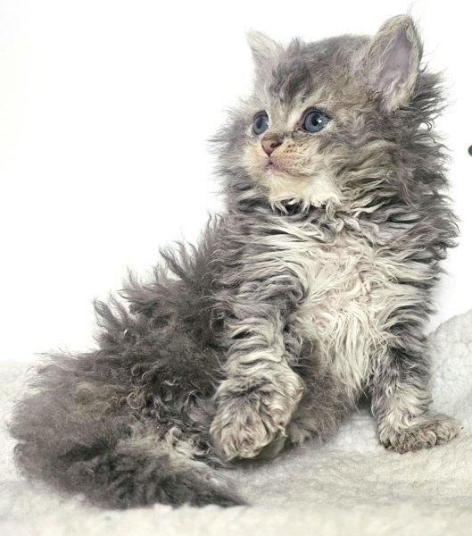 Eladó Selkirk Rex hosszú göndszőrű kisfiú cica tenyés