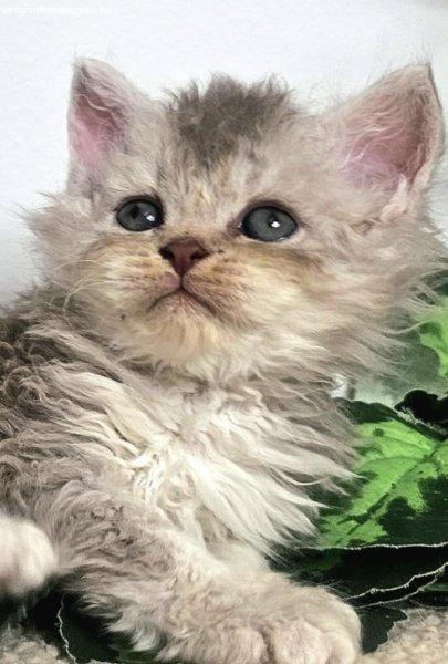 Eladó Selkirk Rex hosszú göndszőrű kisfiú cica tenyés