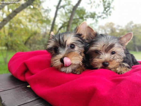 eladó yorkshire terrier kiskutyák (szukák, kanok)