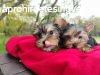 elad yorkshire terrier kiskutyk (szukk, kanok)