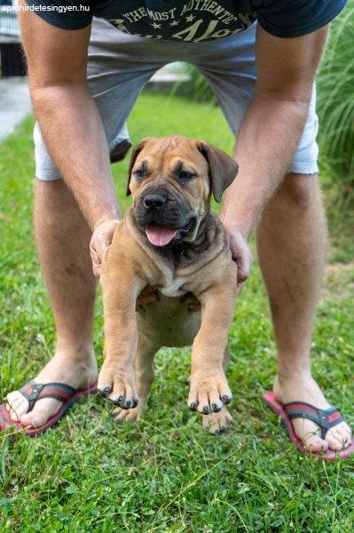 Dél-afrikai masztiff – Boerboel kölykök