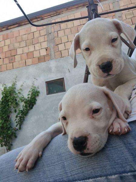 Argentin dog – Gyönyörű kölykök
