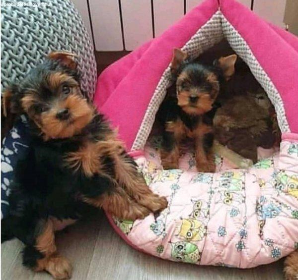 Imádnivaló Yorkie kölykök ingyenes örökbefogadásra