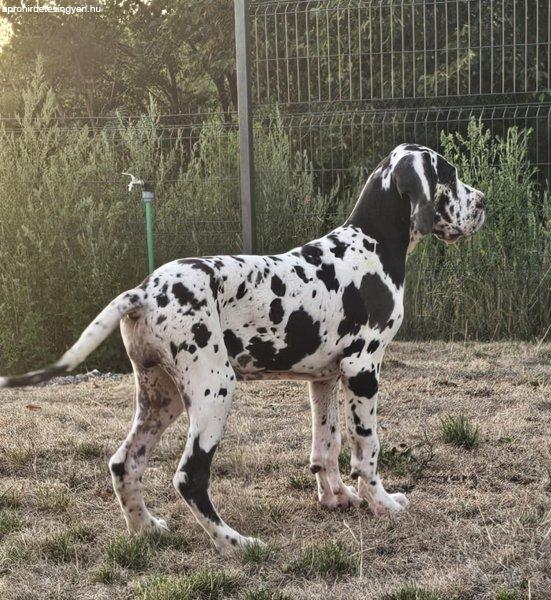 Német dog – Gyönyörű kölykök