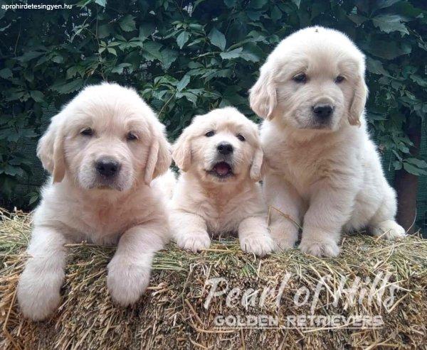 Golden Retriver – Gyönyörű kölykök