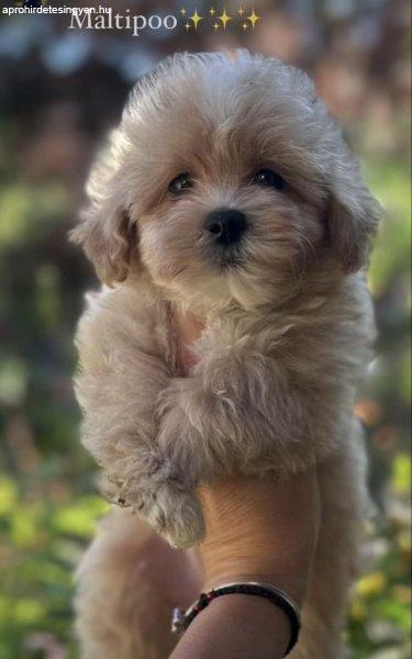 Maltipoo kiskutyák eladók