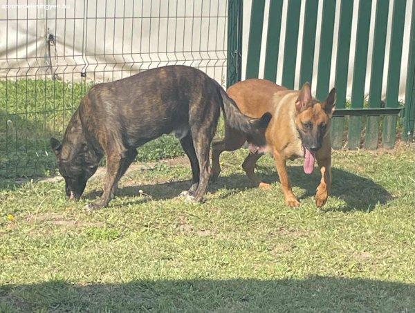 Eladó malinois kölyök kutyák