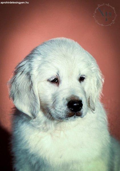 Golden retriever kölyökök eladók