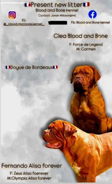 Dogue de Bordeaux kölykök