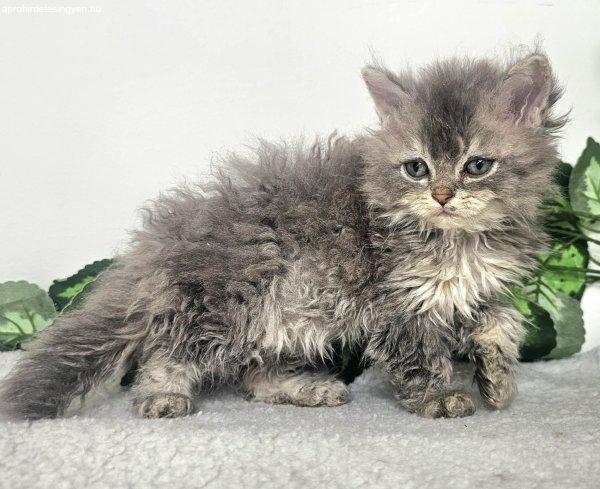 Eladó Selkirk Rex hosszú göndszőrű kisfiú cica tenyés